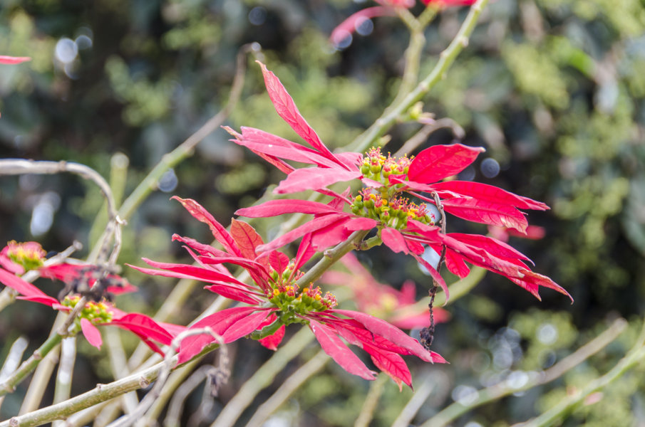 Flor - isla de Rapa Nui o Pascua - Chile